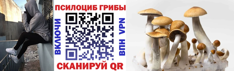 наркота  Сарапул  Псилоцибиновые грибы Magic Shrooms 